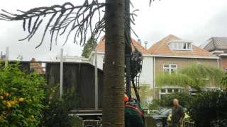 Zierikzee bomen rooien